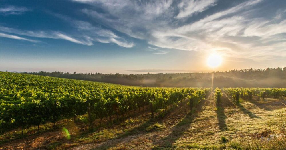 AgriSA celebrates three decades’ growth in SA agriculture