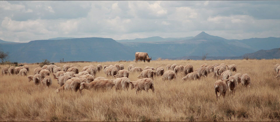 National Wool Growers’ Association (NWGA): 3 June 2026