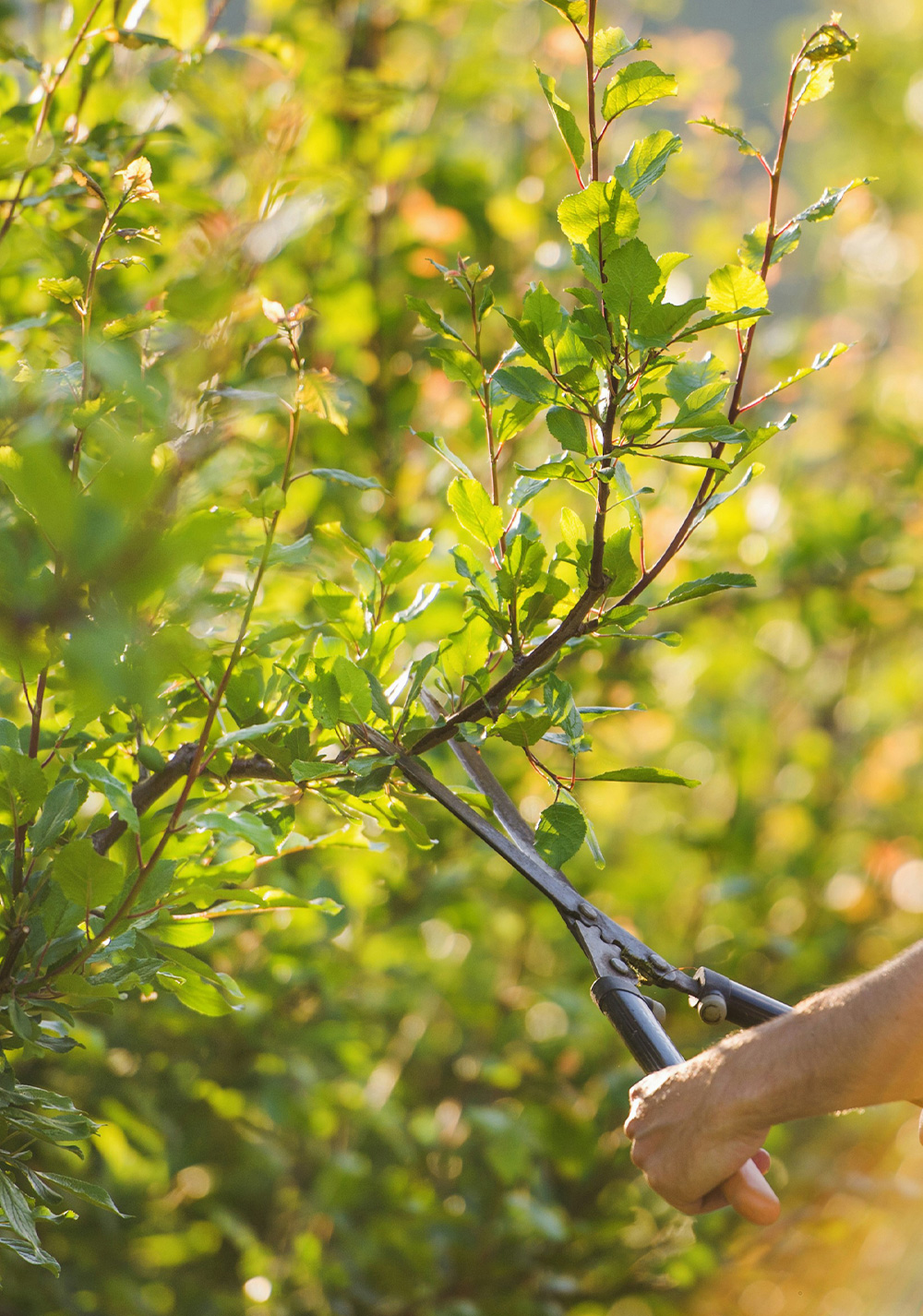 AgriSA Labour policy